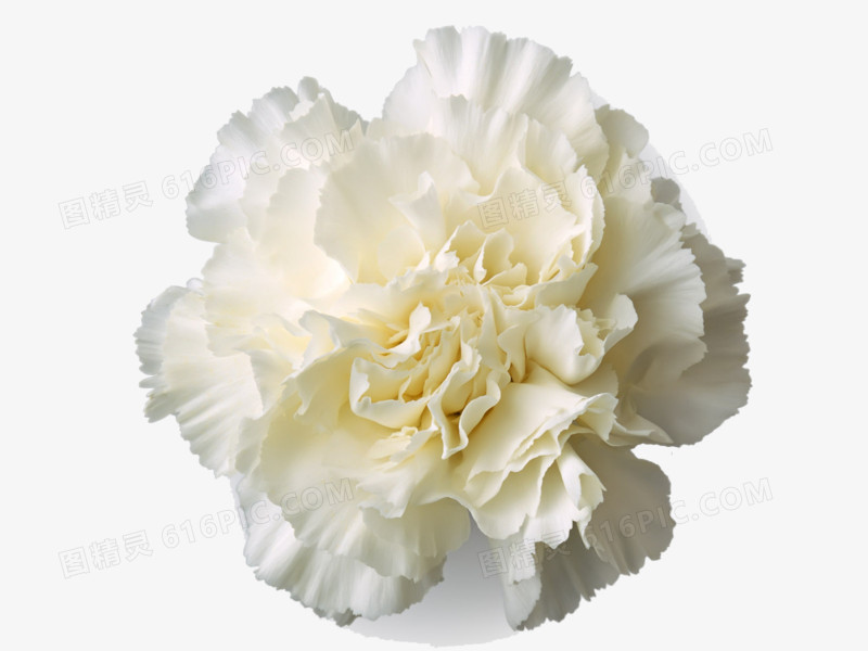 白色康乃馨花