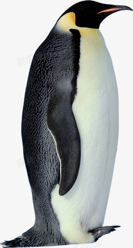 高清摄影黑色的企鹅