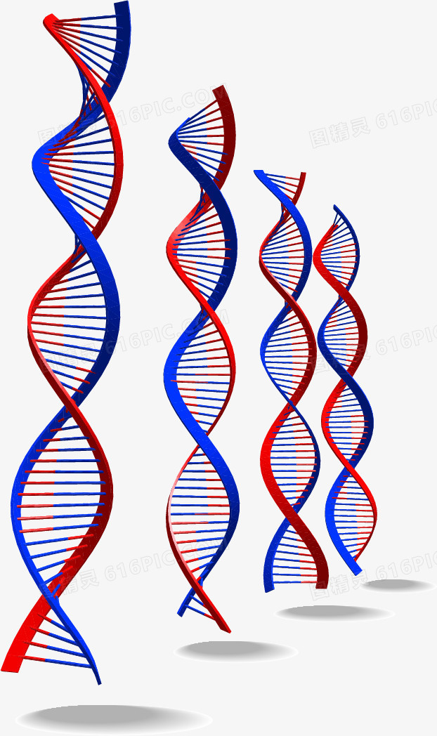 关键词:              生物螺旋分子结构dna染色体