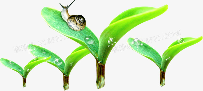 春天绿色嫩芽水滴蜗牛
