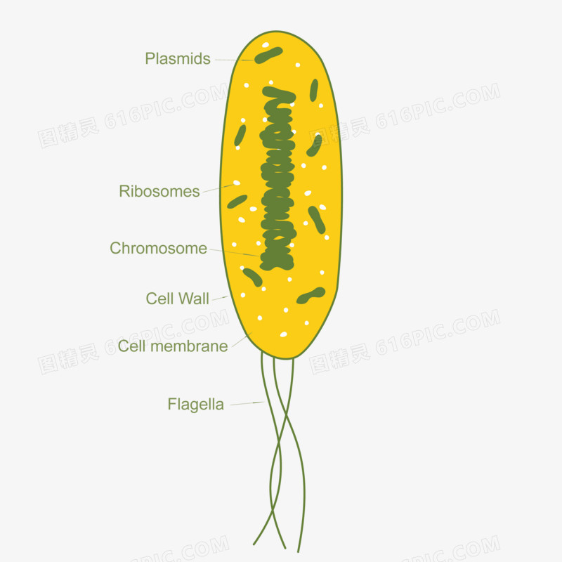 矢量细菌图