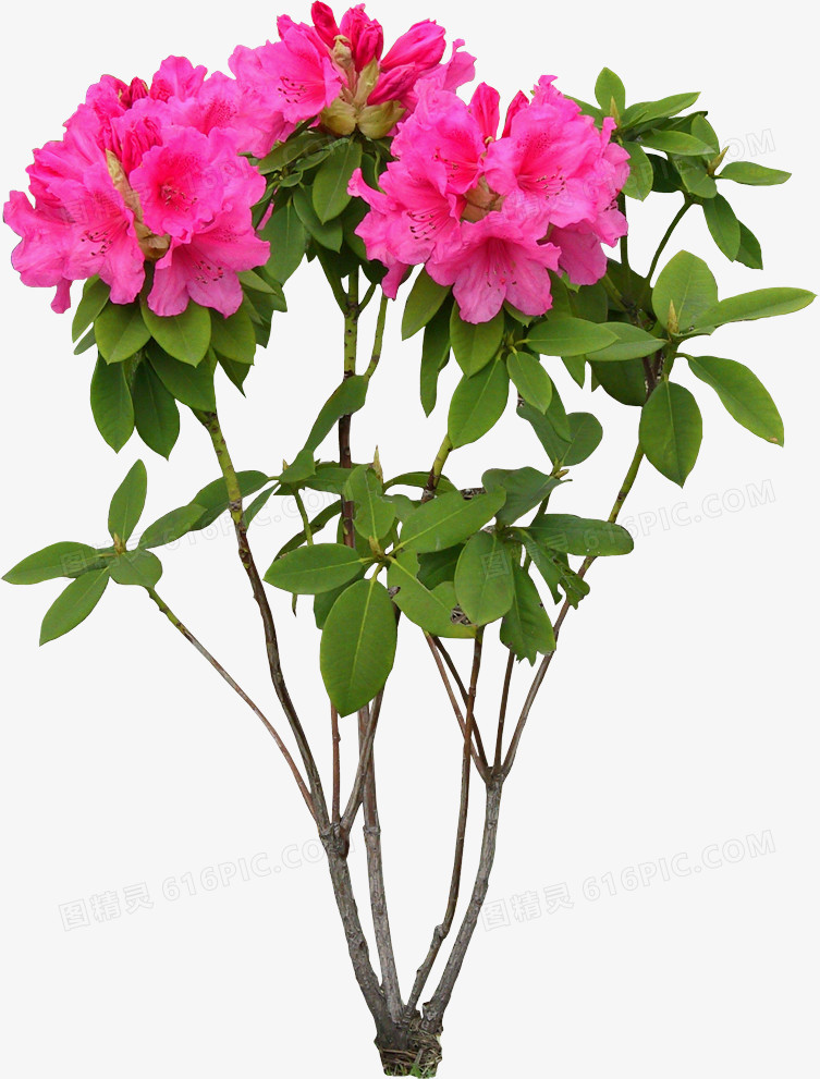 芍药