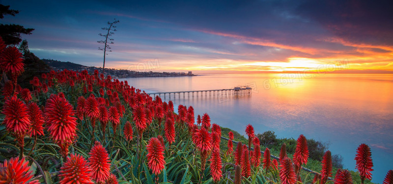 夕阳大海鲜花背景