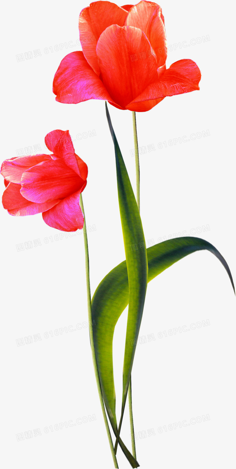 花卉图片素材花卉背景素材  红色唯美花束