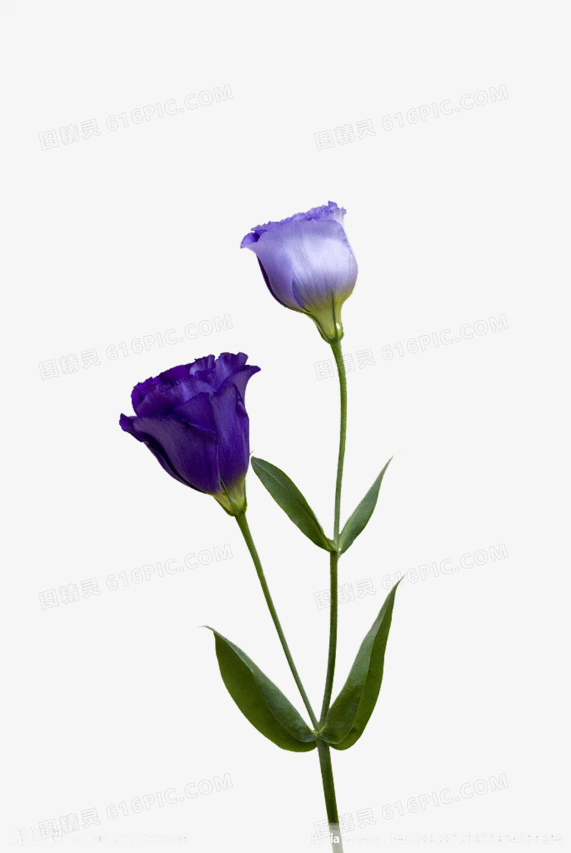 紫色康乃馨图片素材