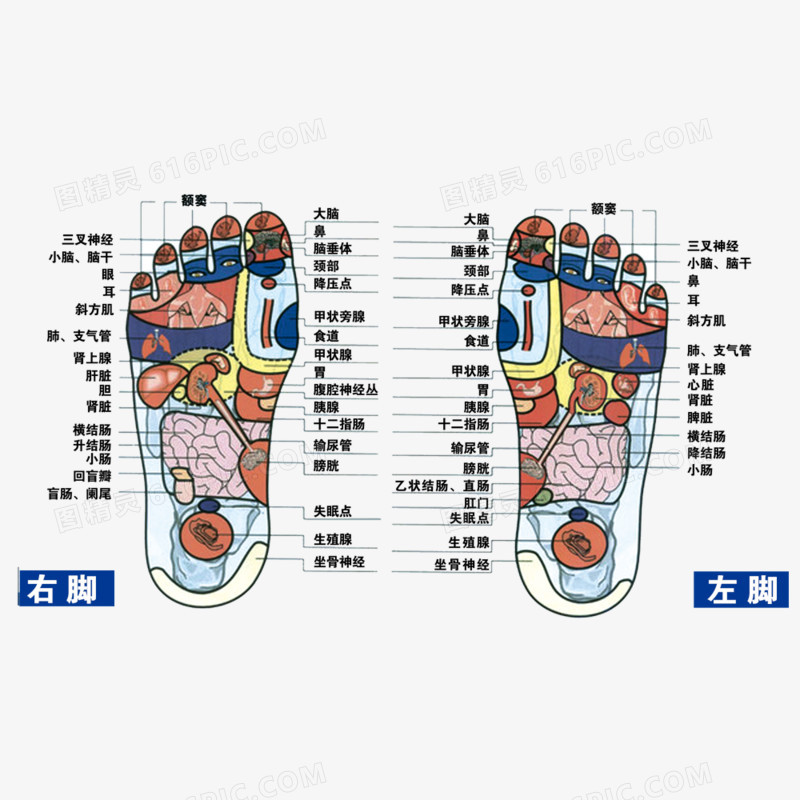 左右脚的穴位表