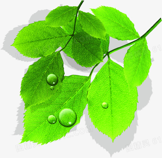 绿色清新高清树叶树枝水滴