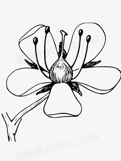 漂亮小花矢量图