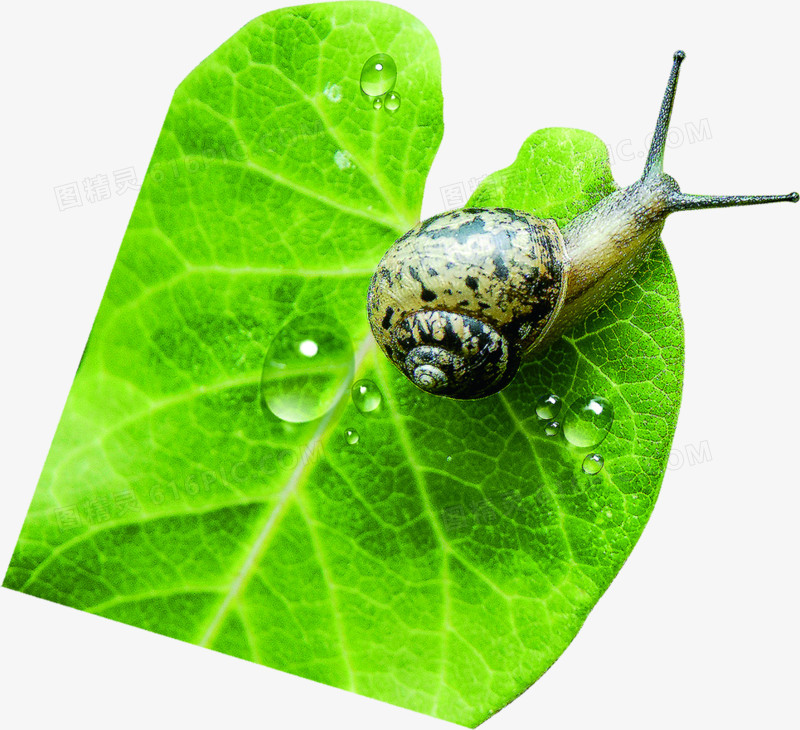 春天绿叶水滴蜗牛