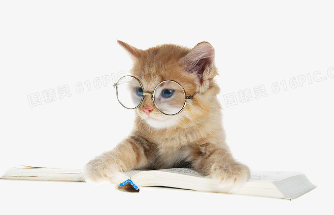 看书的小猫