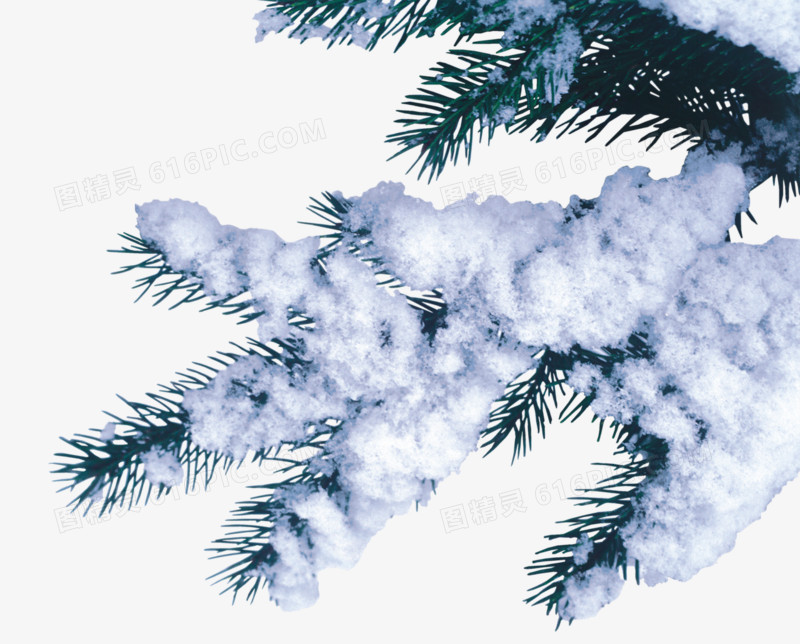 挂满雪的松树枝