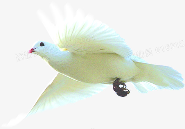 飞舞白鸽图片素材