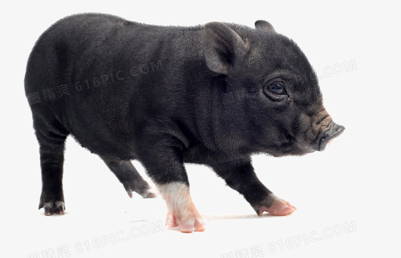 黑色粉色小猪无动于衷的小猪png睡觉的小猪pngai金色的小猪png卡通