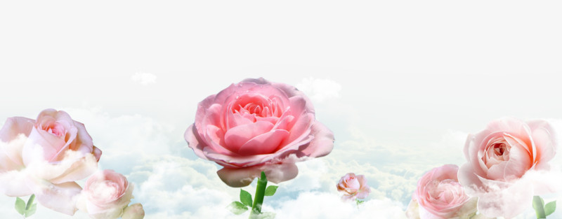 云上粉色玫瑰花