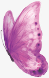 紫色飞舞蝴蝶图片