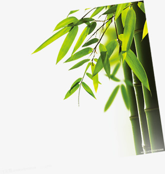 端午绿色竹子竹叶