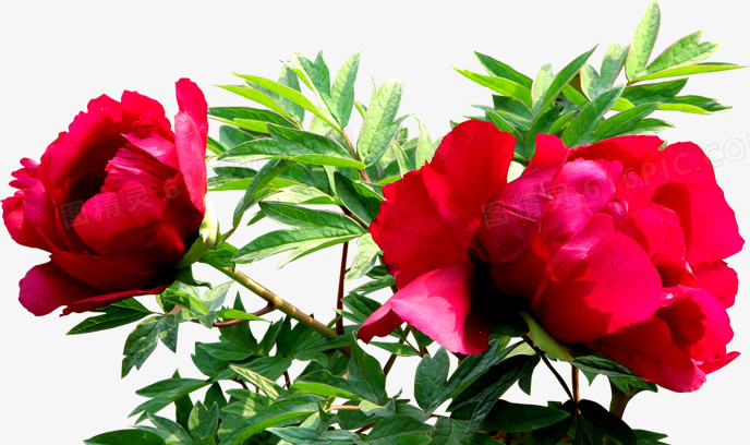 创意合成红色的玫瑰花元素