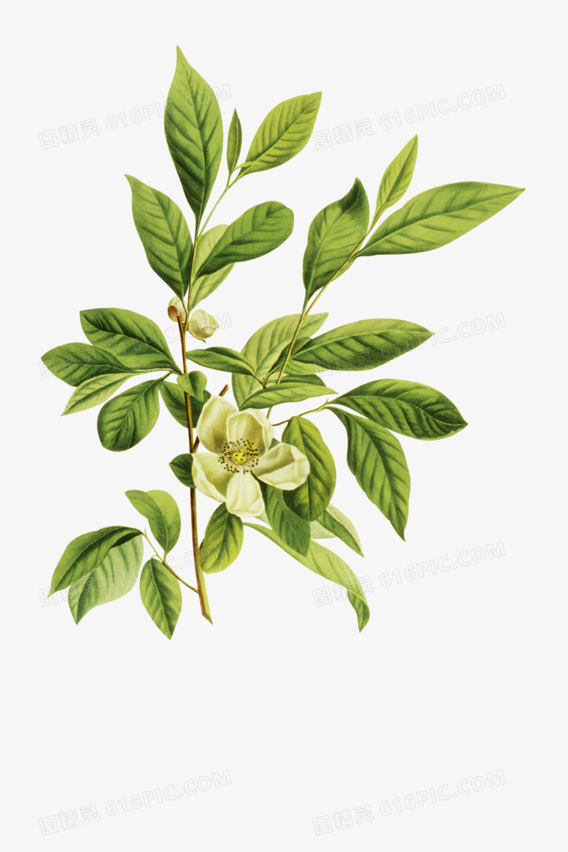 绿色卡通茶树花素材