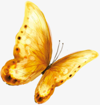 黄色飞舞蝴蝶图片