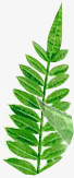 扁平风格合成绿色的手绘草本植物