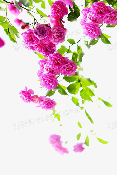 蔷薇花图片免费下载_png素材_编号1l0i65jp1_图精灵