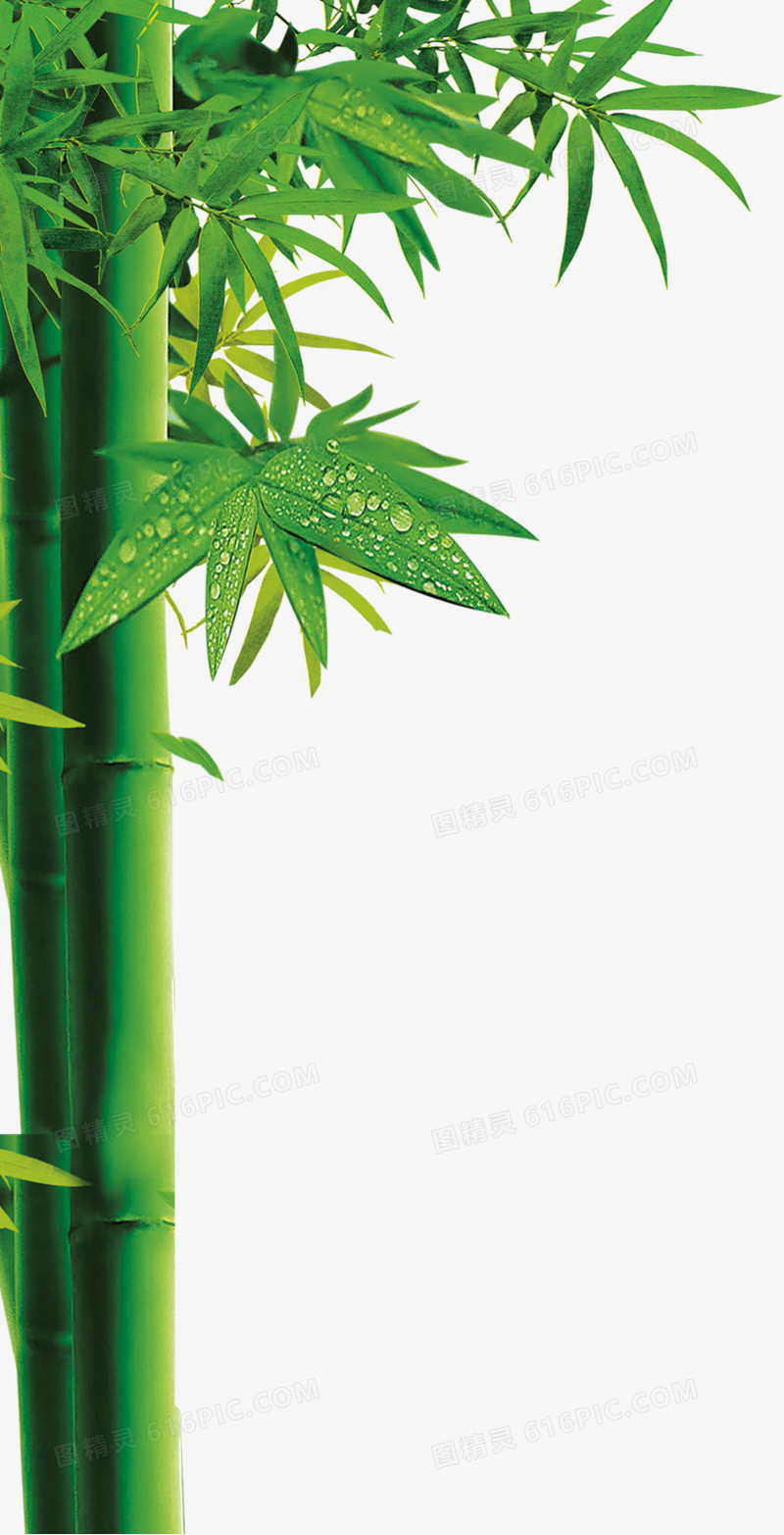 端午节竹子绿色装饰