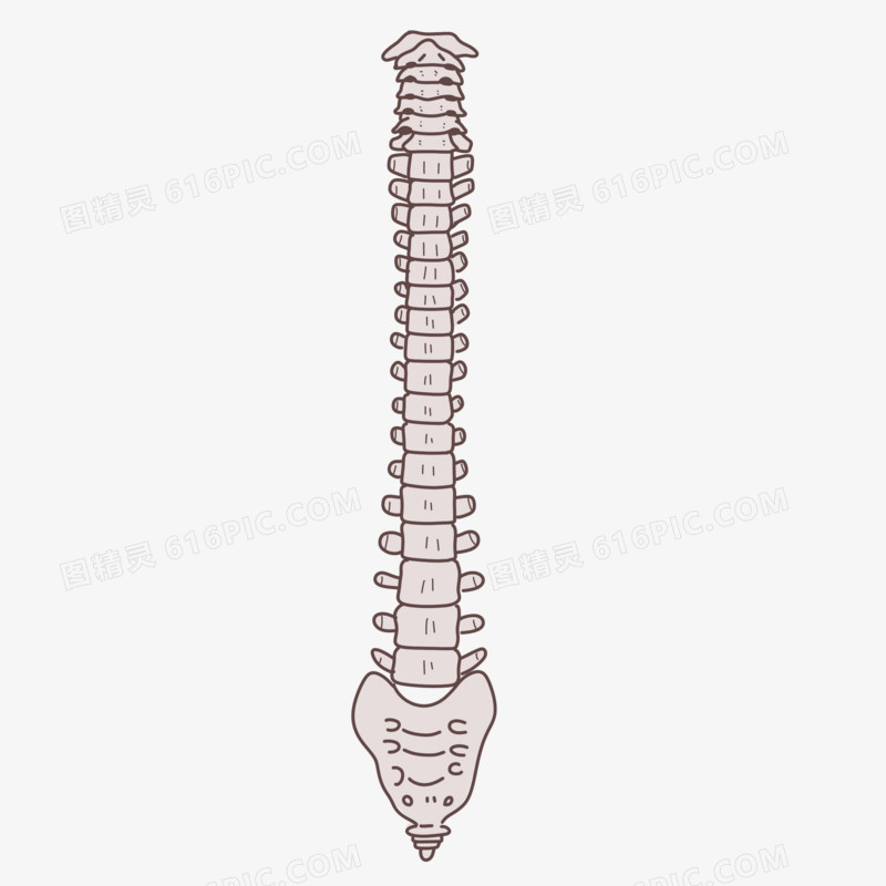 手绘卡通人类脊椎骨素材
