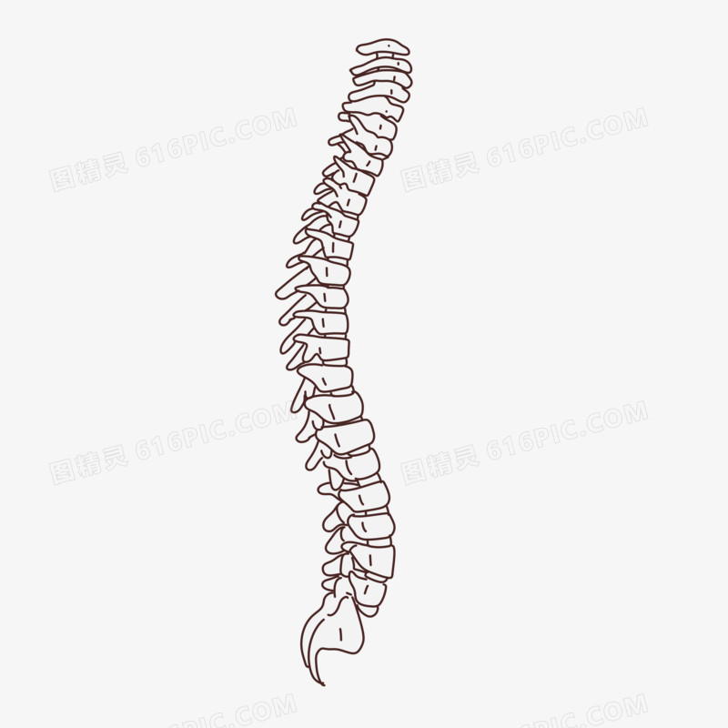 手绘卡通人体骨骼脊柱素材