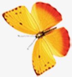高清摄影黄色飞舞的蝴蝶