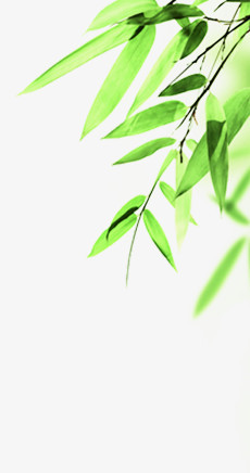端午节粽子芦苇叶绿色叶子