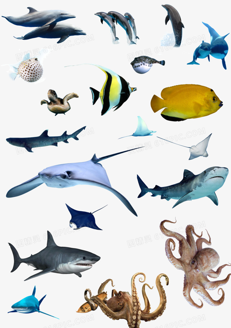 海洋生物素材集合图片免费下载 Png素材 编号z62iqnjw1 图精灵