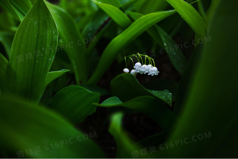 美丽绿色植物桌面