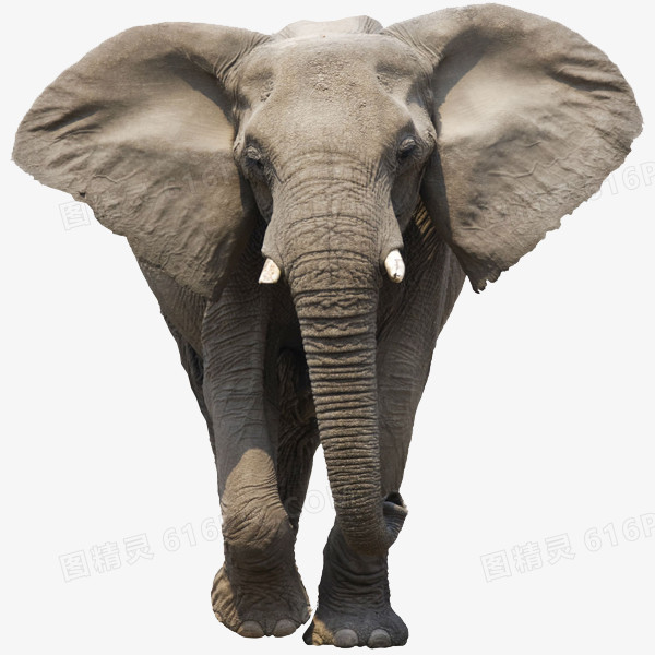 关键词:非洲象动物大耳朵风格成年大象图精灵为您提供大耳朵非洲象