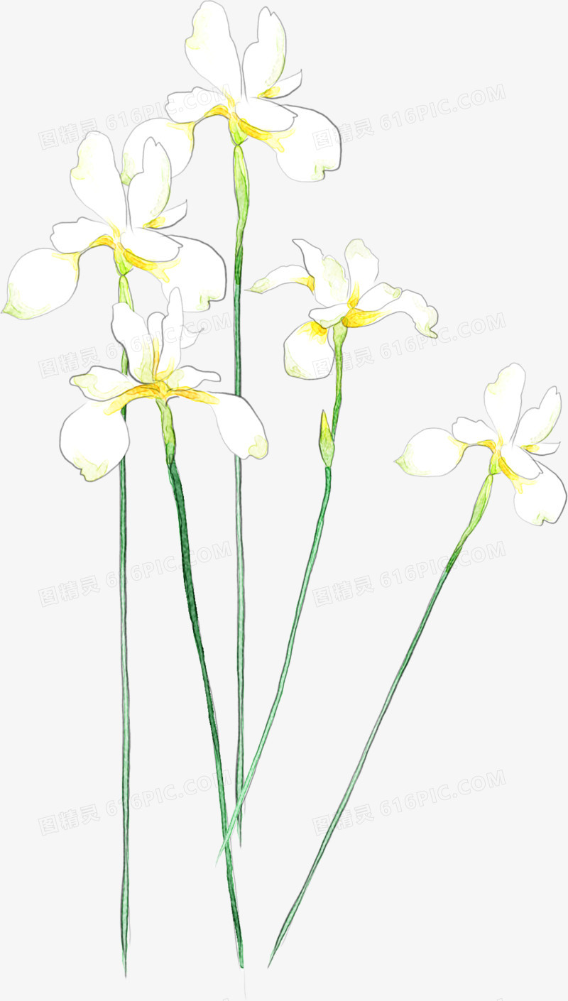 创意手绘合成白色的花卉植物