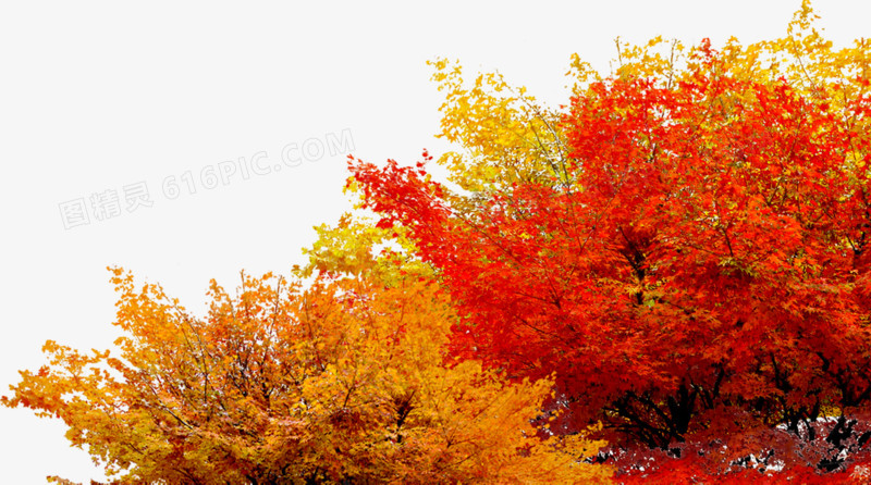 黄红色树叶秋天风景