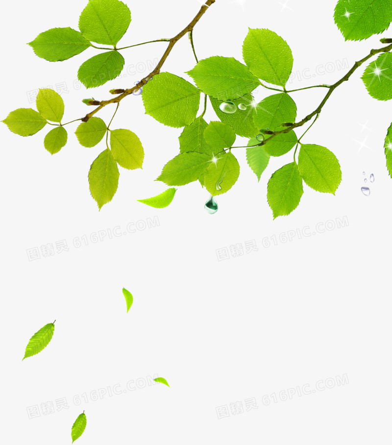春天漂浮绿叶植物树枝