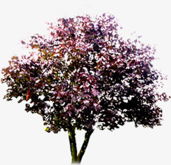 高清摄影合成效果红色梅花树