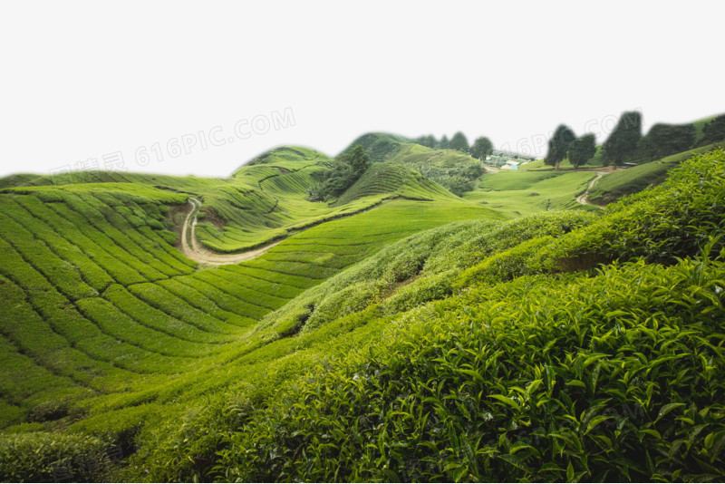 大山上的茶田