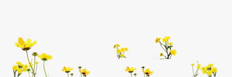 黄色的小花