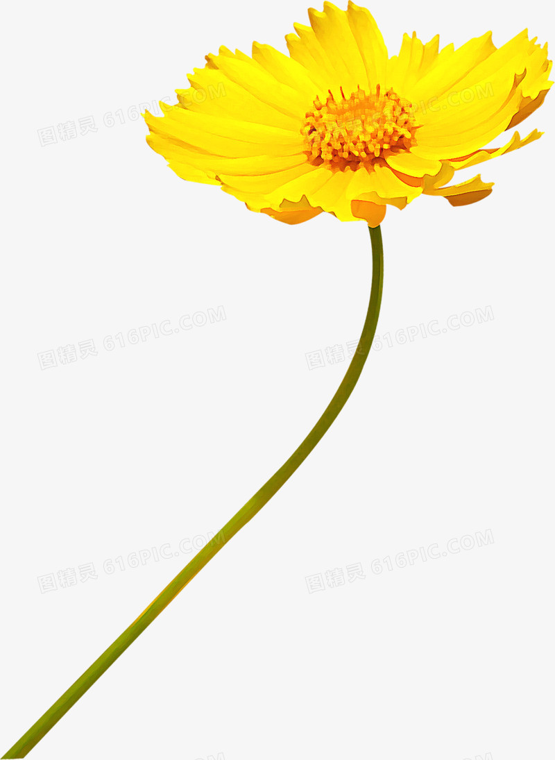 高清摄影合成黄色的开放的菊花