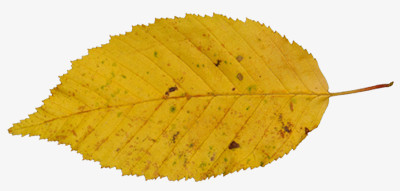 黄色树叶秋天免抠素材图