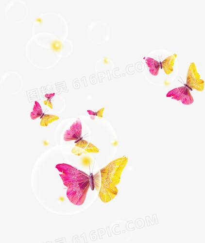 彩色蝴蝶图片