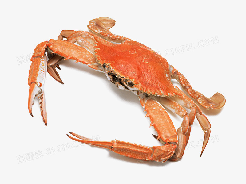 关键词:螃蟹梭子蟹熟食海鲜大蟹橙色图精灵为您提供煮熟的梭子蟹免费