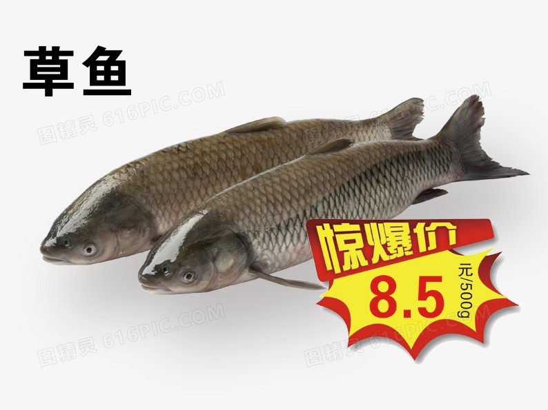 草鱼惊爆价