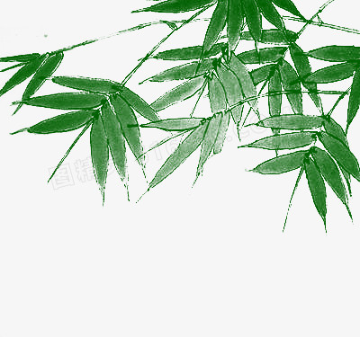 手绘水彩绿色树叶竹叶
