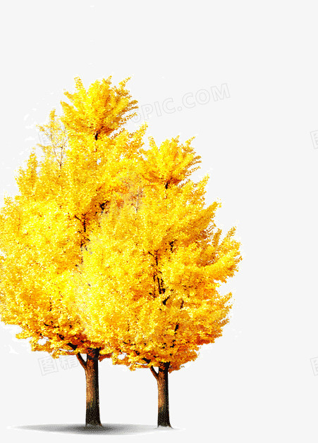 秋天黄色的树