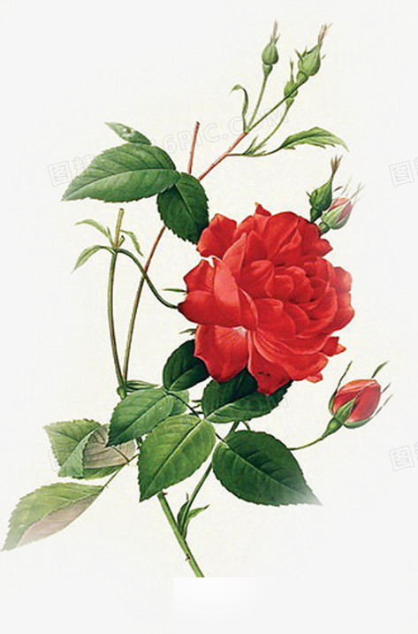 手绘玫瑰植物花朵