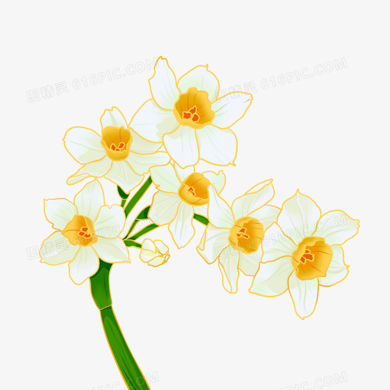 手绘水仙花白色花朵素材