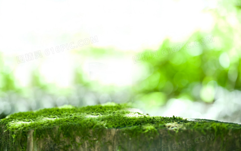 绿色苔藓石头海报背景