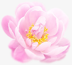 浪漫粉色玫瑰花装饰